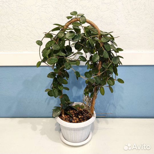 Хойя Лиза, Матильда