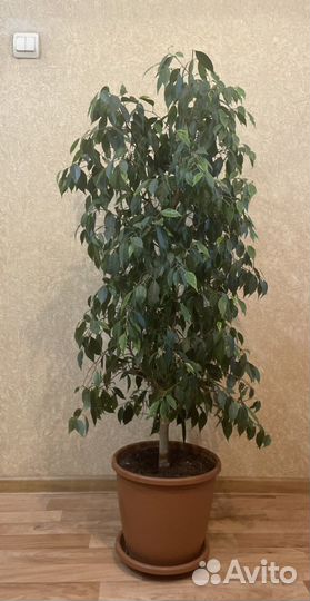 Фикусы бенджамина