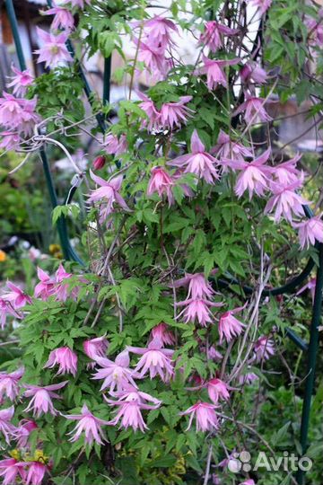 Саженцы клематиса Маркхем пинк