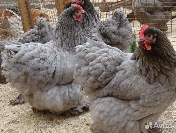 Куры домашние хохлатые, кохинхины