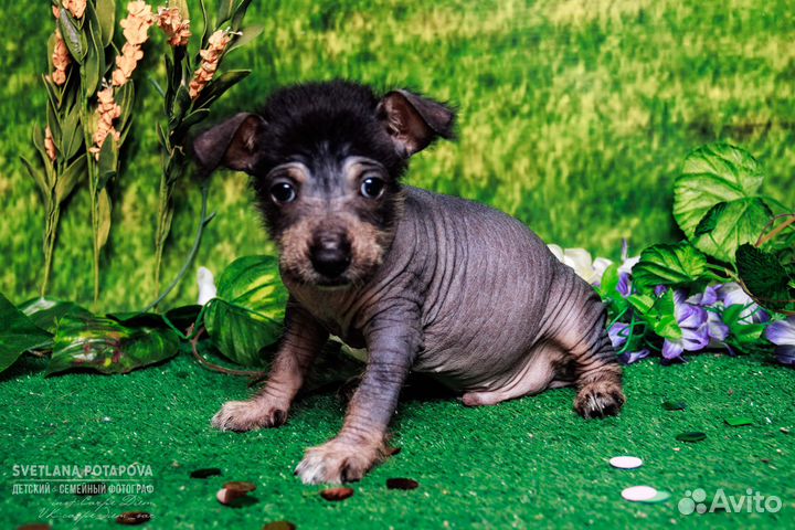 Ксоло-щенок