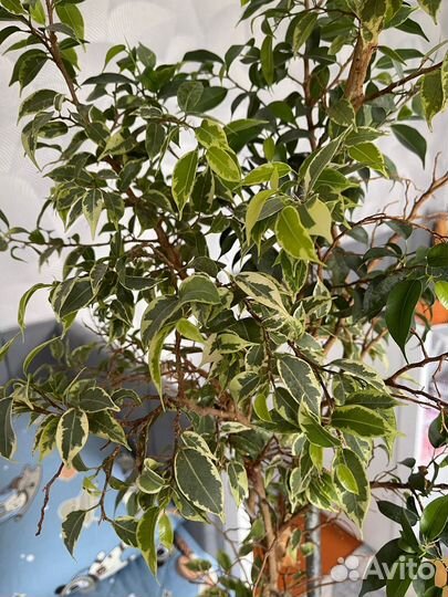 Фикус бенджамина пестролистный