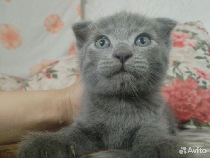 Вислоухие котята в добрые руки