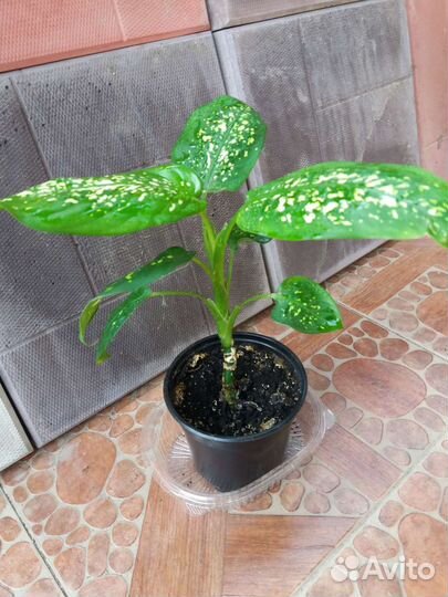 Диффенбахия