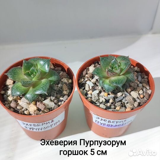 Суккуленты 2- домашние растения