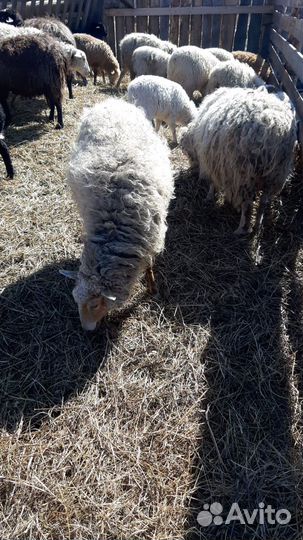 Овцы бараны