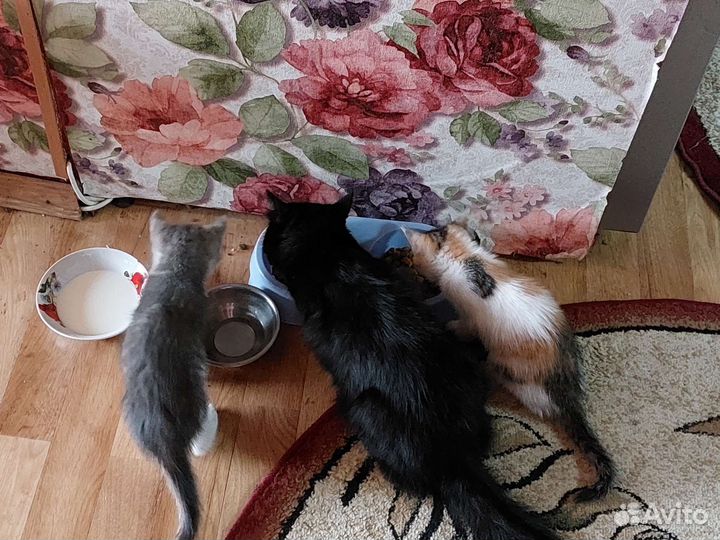 Котята в добрые руки бесплатно