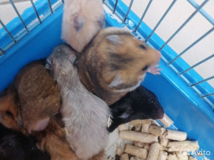 Морская свинка