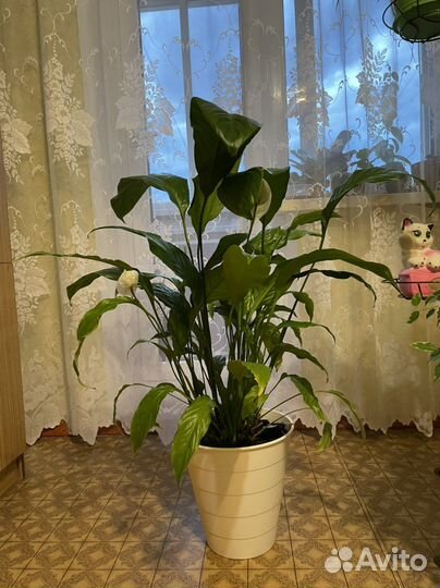 Спацифиллум