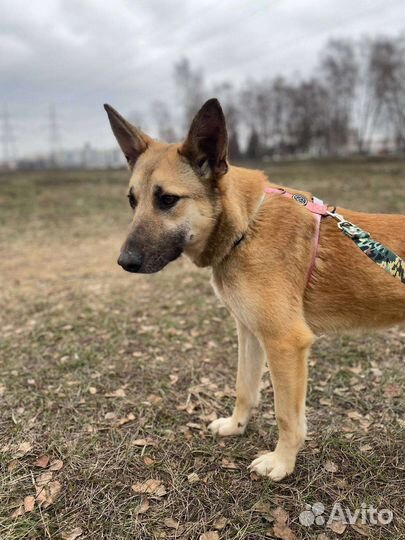 Небольшая собачка из приюта нуждается в доме