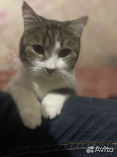 Кошечка стерилизованая,2 года