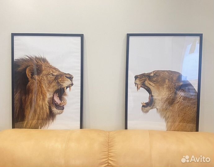 Постер картина из Hoff Лев и Львица