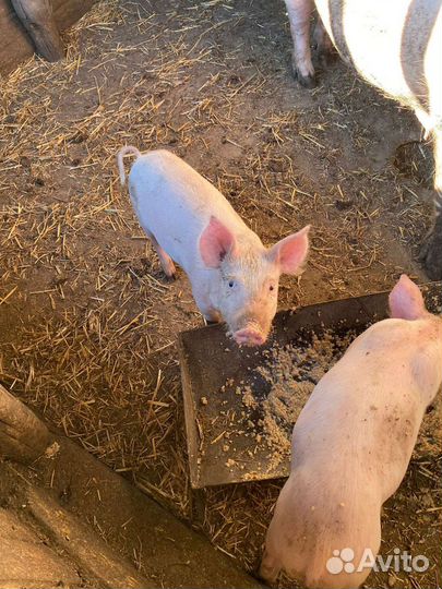 Поросята