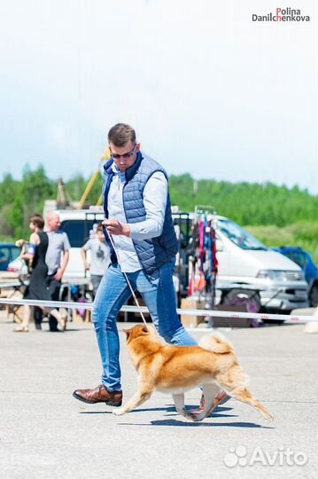 Кобель сиба-ину для вязки