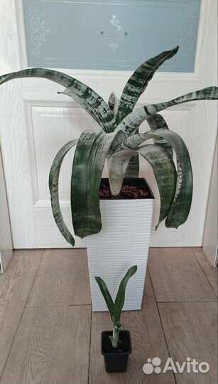 Эхмея детка