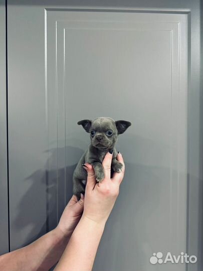 Чихуахуа мини