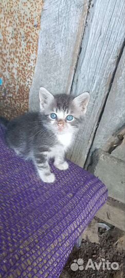 Котята в дар