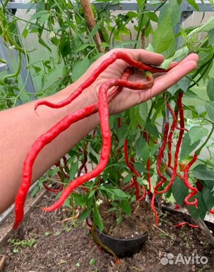 Рассада острого перца