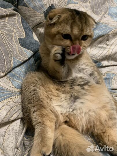 Шотландская