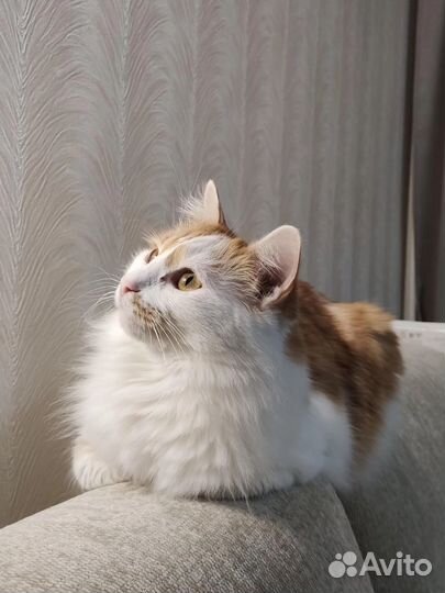 Котики бесплатно в добрые руки