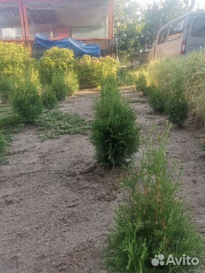 Туя смарагд