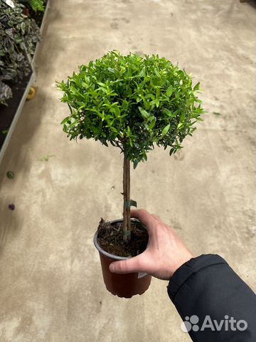 Миртовое дерево штамбовый купить в Санкт-Петербурге | Товары для дома и ...