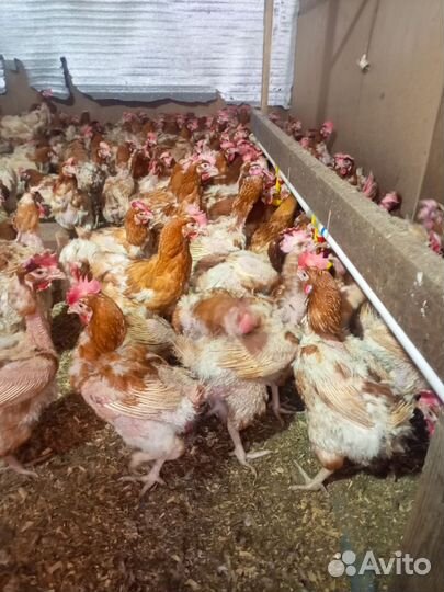 Куры несушки