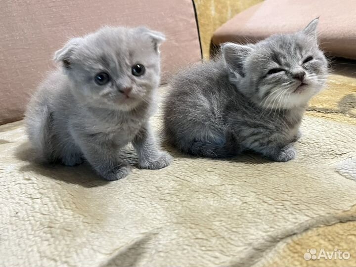 Шотландские котята