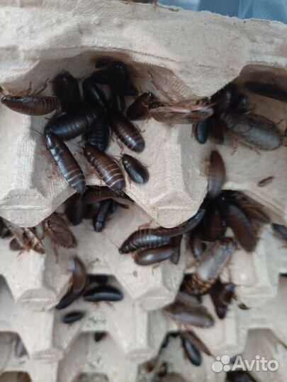 Кормовые насекомые - тараканы, Мучник, зоофобус