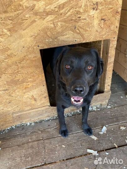 Собаки бесплатно в добрые руки