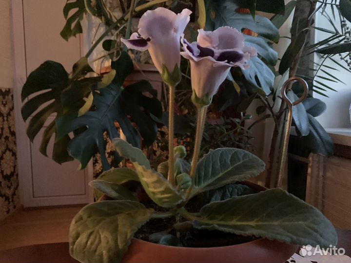 Цветок домашний