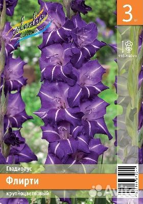 Гладиолусы сортовые, гофрированные, крупные