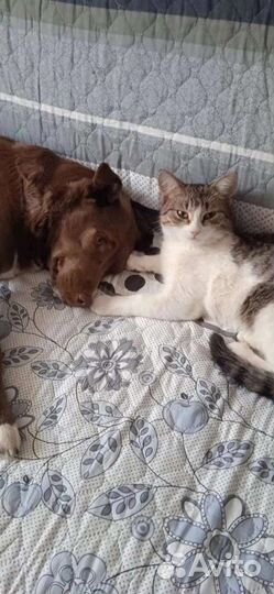 Сим Сим Симона