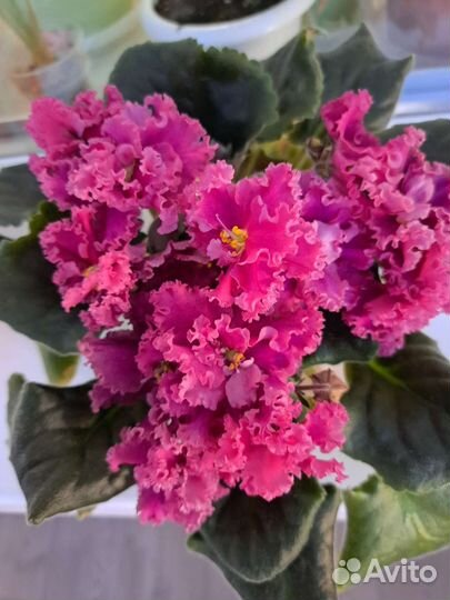 Фиалки сортовые, листья, детки, взрослые растения