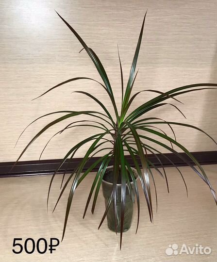 Драцена Marginata