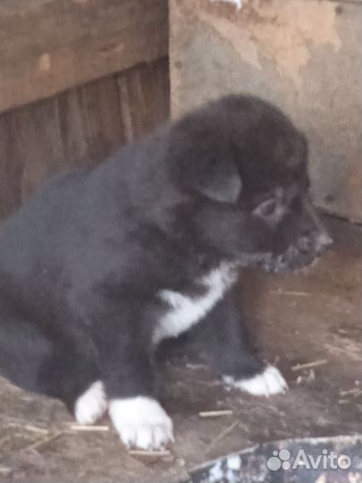 Отдам в добрые руки