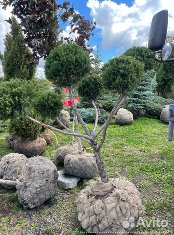 Можжевельник формированный