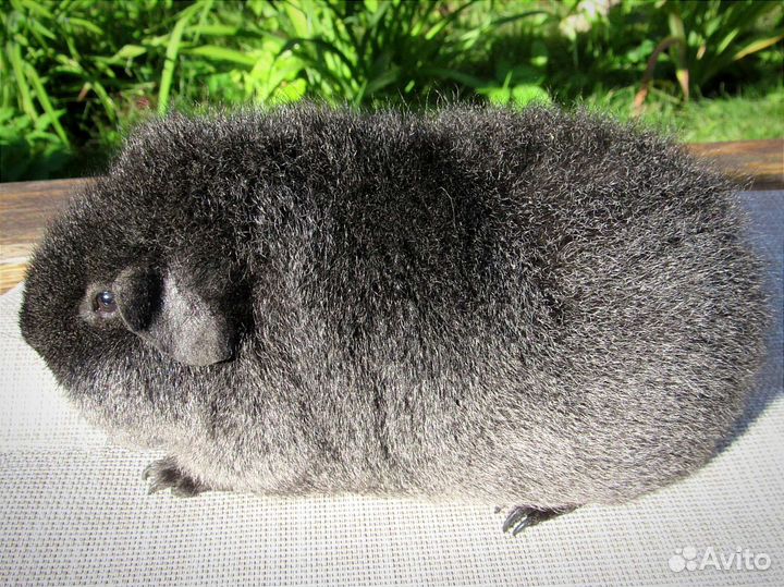 Морская свинка американский тедди
