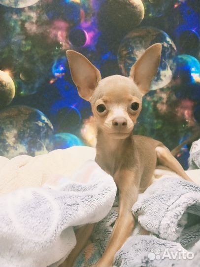 Русский той-терьер