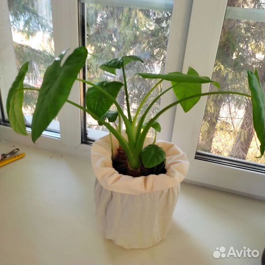 Комнатные цветы