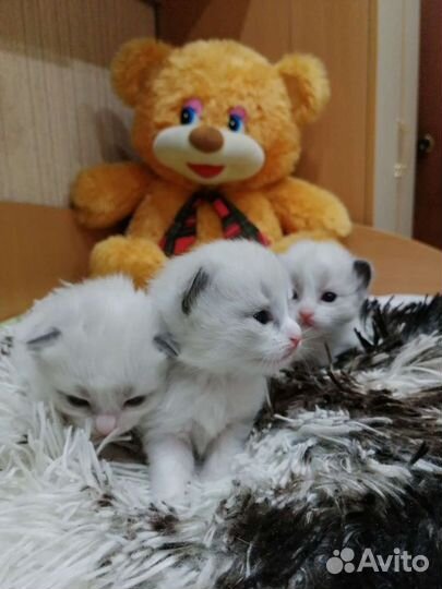Наши чудо рэгдолл котята