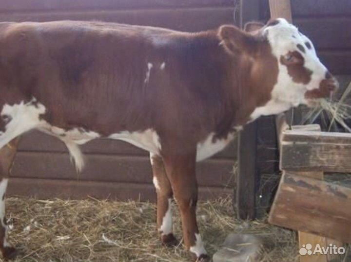 Бычки телята