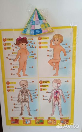 Говорящая анатомия - электронный плакат