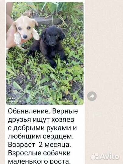 Собаки бесплатно