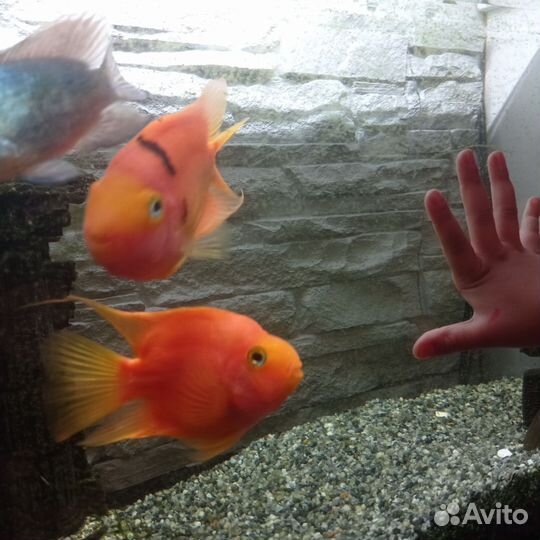 Рыбы взрослые