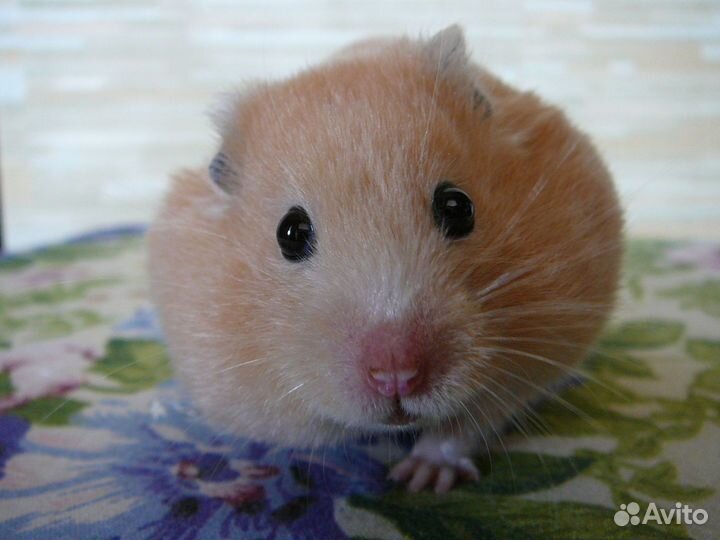 Сирийский сатиновый хомячок (привезу бесплатно)