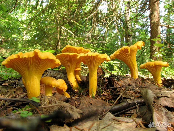 Свежие (новый сезон) и сушеные лисички с доставкой