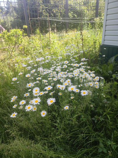 Дом 64,6 м² на участке 6 сот.