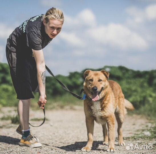 Метис овчарки и пинчера добрые руки
