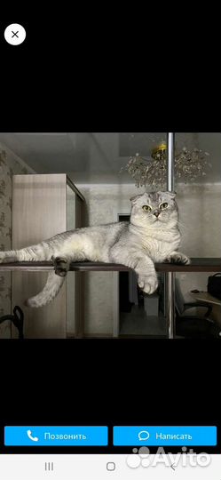 Кошки шотландцы